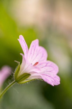 Yumuşak pembe yaprakları ve narin mor damarları olan tek bir sardunya versicolor çiçeğinin makro yakın çekimi. Çiçek, narin bir arkaplana karşı izole edilmiş, doğal zarafeti ve bu uzun ömürlü kır çiçeğinin karmaşık desenini sergiliyor..
