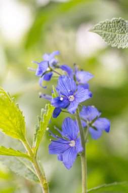 Narin mavi taç yaprakları ve detaylı erkek organlarıyla izole edilmiş bir Veronica Austriaca çiçeğinin makro yakın çekimi. Bu alp yarışı türünün doğal zarafetini ön plana çıkaran yumuşak bir zemin üzerinde keskin bir şekilde yakalanır..