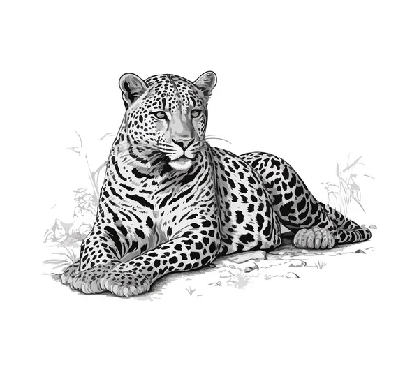 Gyönyörű Felnőtt Fekete Fehér Leopárd Pihen Földön — Stock Vector