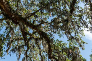 Güney Carolina 'nın alçak meşe dalları İspanyol yosunlarıyla kaplı..