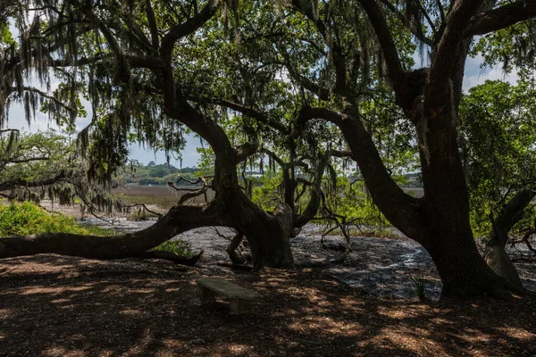 Güney Carolina Alçak Bir Ülke Bataklık Spanyol Yosunlu Meşe Ağacının — Stok fotoğraf