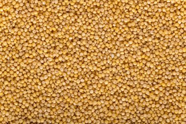 Ham darı tohumlarının arka planı yakın plan. Millet tohumları dokusu.