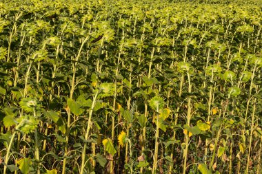 Sırt tarlası sabah ışığında çiçek açıyor. Ayçiçeklerinin arkaplan manzarası.