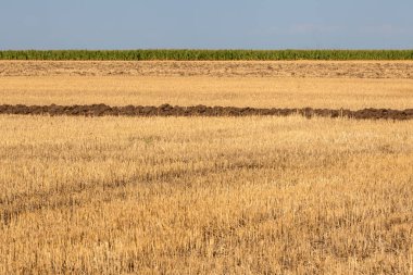 Buğday sakalı tarlası ya da tarım tarlasında ekin kalıntısı.