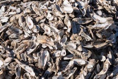 İstiridye kabukları geri dönüşüm için toplandı. Restoranda istiridye atığı yönetimi ve geri dönüşümü.