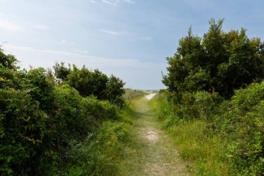Okyanus sahiline uzanan çimenli ve kumlu yeşil patika..