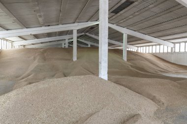 Eski depoda buğday hasadı..