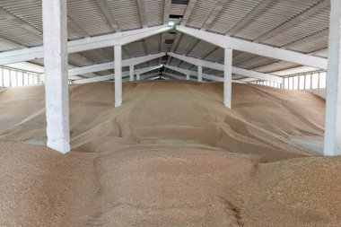 Eski depoda buğday hasadı..