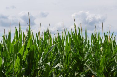 Yaz sıcağında bir tarladaki mısır bitkilerini kapatın..