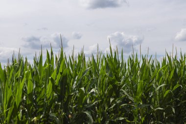 Yazın sıcağında bir tarlada mısır bitkisi.