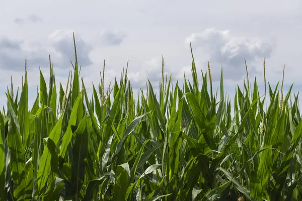 Yaz sıcağında bir tarladaki mısır bitkilerini kapatın..