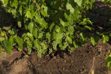 Şaraphanede üzüm asması. Bir tarlada üzüm bağları.