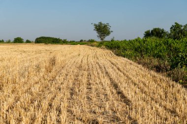 Buğday ve çavdar gibi tahıl hasadı ve bitkilerin hasadından sonra kalan saman ve sakal yakın plan..
