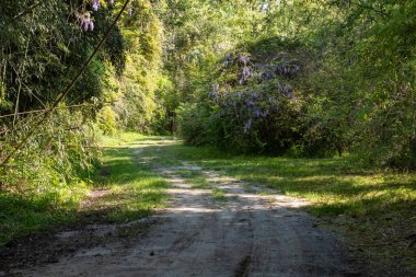 Ormanda huzurlu bir patika. Güney Carolina, ABD 'de daha az seyahat yolu.