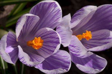 Sarı-turuncu erkek çiçekleri ile canlı mor krokus çiçeklerinin detaylı görüntüsü, ilkbaharın erken çiçeklerinin karmaşık güzelliğini yakalıyor..
