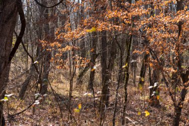 Çıplak ağaçların arasında seyrek portakal yaprakları olan bir orman manzarası kışın başlangıcından önceki sonbaharın son kalıntılarını yansıtıyor..