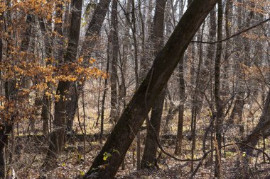 Önde gelen bir ağaç ve turuncu yapraklarla dolu bir sonbahar ormanı mevsimlerin doğal ormanlarda geçişini yakalıyor..