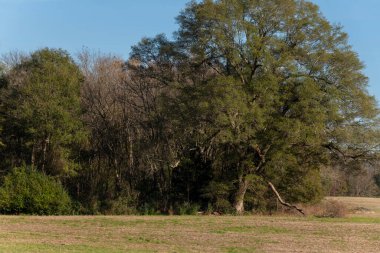 Tarlanın kenarında duran büyük bir ağaç, arka planda ağaçlarla kırsal yaşamın huzurlu özünü yakalıyor..