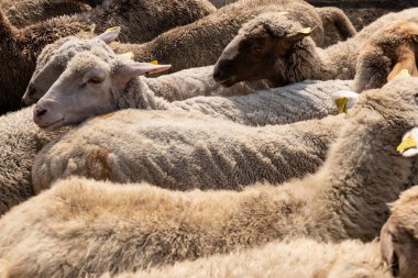 Bir çiftlikteki çitlerle çevrili bir yere götürülen keçi ve koyun sürüsü onları günlük sağma rutinine hazırlıyor. Geleneksel bir kırsal alanda çiftlik hayvanları yönetimini temsil ediyor.