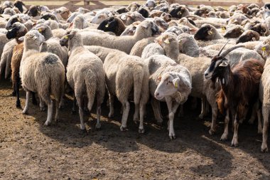 Bir çiftlikteki çitlerle çevrili bir yere götürülen keçi ve koyun sürüsü onları günlük sağma rutinine hazırlıyor. Geleneksel bir kırsal alanda çiftlik hayvanları yönetimini temsil ediyor.
