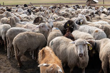 Bir çiftlikteki çitlerle çevrili bir yere götürülen keçi ve koyun sürüsü onları günlük sağma rutinine hazırlıyor. Geleneksel bir kırsal alanda çiftlik hayvanları yönetimini temsil ediyor.