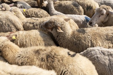 Bir çiftlikteki çitlerle çevrili bir yere götürülen keçi ve koyun sürüsü onları günlük sağma rutinine hazırlıyor. Geleneksel bir kırsal alanda çiftlik hayvanları yönetimini temsil ediyor.