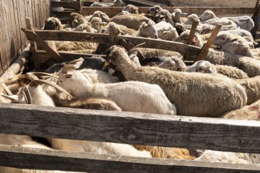 Bir çiftlikteki çitlerle çevrili bir yere götürülen keçi ve koyun sürüsü onları günlük sağma rutinine hazırlıyor. Geleneksel bir kırsal alanda çiftlik hayvanları yönetimini temsil ediyor.