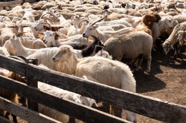 Bir grup keçi ve koyun çitle çevrili bir çiftliğe götürülüyor. Kırsal alanda çiftlik hayvanlarının taşınması ve yönetilmesi.