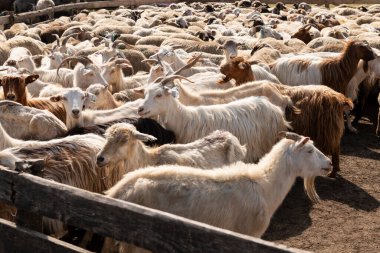 Bir grup keçi ve koyun çitle çevrili bir çiftliğe götürülüyor. Kırsal alanda çiftlik hayvanlarının taşınması ve yönetilmesi.