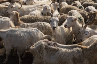 Bir grup koyun ve keçi bir çiftlikte çitle çevrili bir alana toplanıyor. Bu da çiftlik hayvanlarının kırsal alanda hareket ve yönetildiğini gösteriyor..