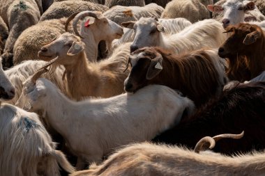 Bir grup koyun ve keçi bir çiftlikte çitle çevrili bir alana toplanıyor. Bu da çiftlik hayvanlarının kırsal alanda hareket ve yönetildiğini gösteriyor..