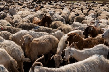 Bir grup koyun ve keçi bir çiftlikte çitle çevrili bir alana toplanıyor. Bu da çiftlik hayvanlarının kırsal alanda hareket ve yönetildiğini gösteriyor..