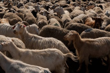 Bir grup koyun ve keçi bir çiftlikte çitle çevrili bir alana toplanıyor. Bu da çiftlik hayvanlarının kırsal alanda hareket ve yönetildiğini gösteriyor..