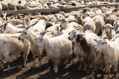 Bir grup koyun ve keçi bir çiftlikte çitle çevrili bir alana toplanıyor. Bu da çiftlik hayvanlarının kırsal alanda hareket ve yönetildiğini gösteriyor..