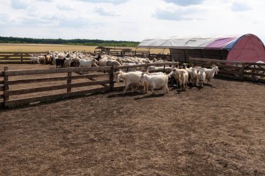 A group of sheep and goats being herded into a fenced enclosure on a farm, demonstrating the movement and management of livestock in a rural setting. clipart