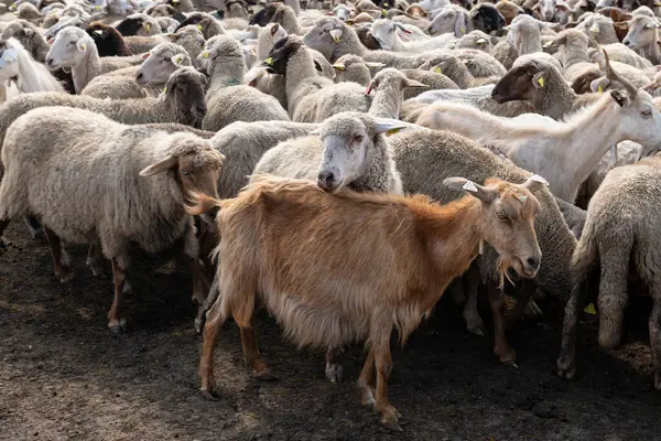 Stock image A herd of goats and sheep being guided into a fenced enclosure on a farm, preparing them for the daily milking routine. Represents livestock management in a traditional rural setting.