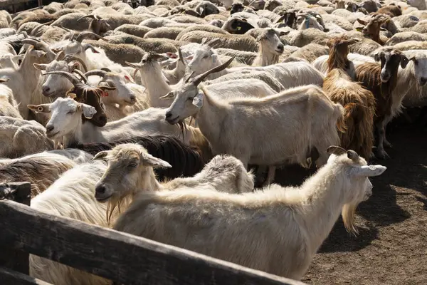 stock image A group of goats and sheep being herded into a fenced enclosure on a farm. Movement and management of livestock in a rural setting.