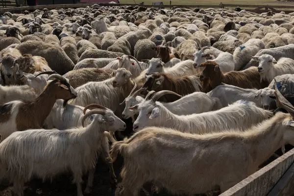 stock image A group of sheep and goats being herded into a fenced enclosure on a farm, demonstrating the movement and management of livestock in a rural setting.