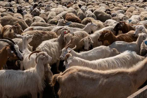 stock image A group of sheep and goats being herded into a fenced enclosure on a farm, demonstrating the movement and management of livestock in a rural setting.