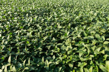 Güneş ışığı altındaki yoğun bir soya tarlasının verimli ve yakın görüntüsü sağlıklı büyüme ve tarımsal bolluğu gösteriyor..