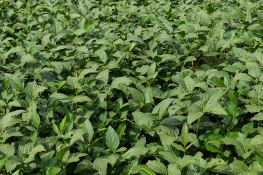 Güneş ışığı altındaki yoğun bir soya tarlasının verimli ve yakın görüntüsü sağlıklı büyüme ve tarımsal bolluğu gösteriyor..