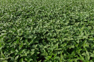 Güneş ışığı altındaki yoğun bir soya tarlasının verimli ve yakın görüntüsü sağlıklı büyüme ve tarımsal bolluğu gösteriyor..