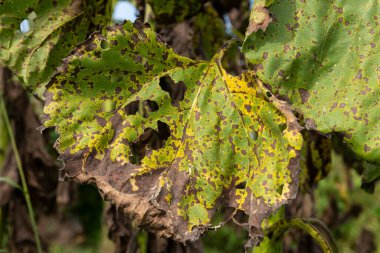 Yeşil bir yaprağın yakın çekimi hasar ve mantar noktalarını gösteriyor, bitki hastalıklarının işaretlerini vurguluyor ve doğal ışıkta çürüyor..