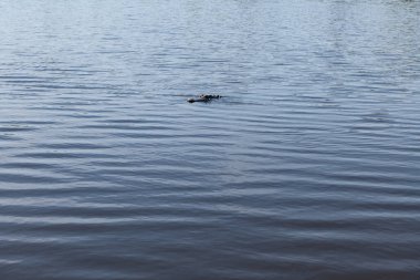 Güney Carolina, Charleston 'daki tarihi bir çiftlik olan Middleton Place' deki gölün yansıtıcı sularında bir timsah süzülüyor..