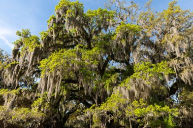 İspanya yosunlarına sarılı canlı meşe ağaçları Güney Carolina, Charleston 'da tarihi bir çiftlik olan Middleton Place' de gökyüzüne doğru uzanıyor..