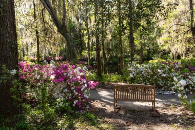 Güney Carolina, Charleston 'daki Middleton Place' in tarihi bahçelerinde, yosun kaplı ağaçların altında, açelyalar arasında bir ahşap bank bulunur..