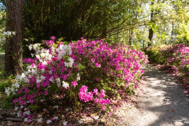 Açık pembe ve beyaz açelyalar. Güney Carolina, Charleston 'daki Middleton Place' de baharda gölgeli bir bahçe yolu..