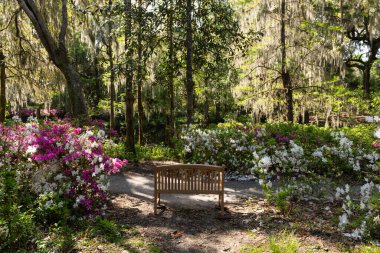 Güney Carolina, Charleston 'daki Middleton Place' in tarihi bahçelerinde, yosun kaplı ağaçların altında, açelyalar arasında bir ahşap bank bulunur..