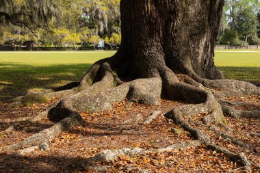 Muazzam ağaç kökleri Middleton Place, Charleston 'da gölgeli zemine yayılmış. Tarihi bir güney manzarasında güç, yaş ve doğal güzelliği çağrıştırıyor..