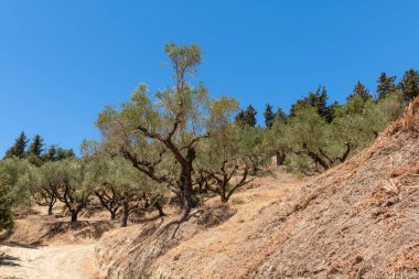 Yunanistan 'ın Zakynthos kentindeki açık mavi gökyüzünün altında eski zeytin ağaçları kuru ve eğimli bir yol boyunca yetişiyor.